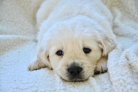 Golden retriever puppy puppy mister dark blue dog breed