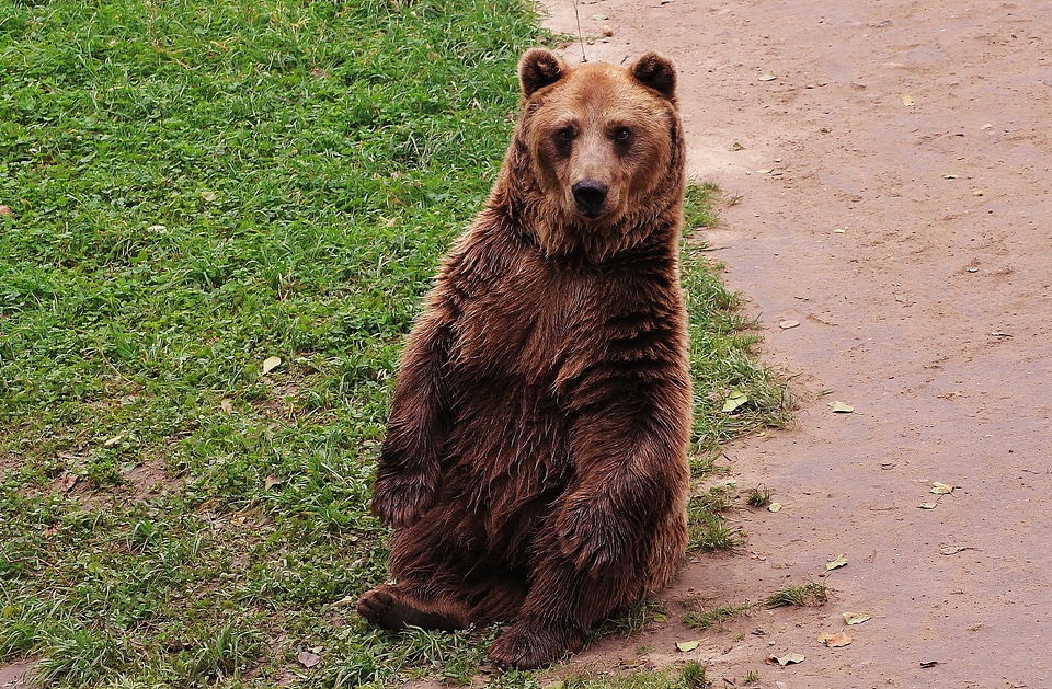 The bear teddy bear brown