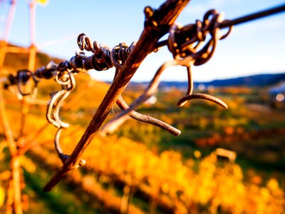 Wine vines nature photo