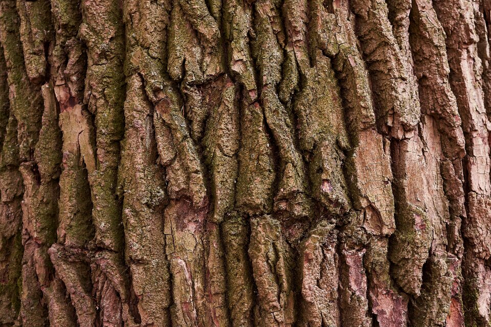 Wood forest structure photo