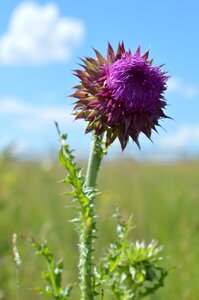 Bloom bud agrimony