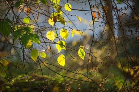 Autumn autumn colours warm photo