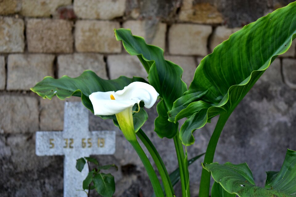 Cruz flowers whiteness