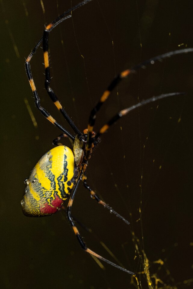 Arachnid nature green