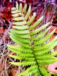 Plant forest leaf