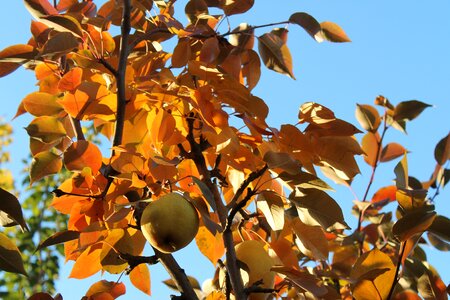 Colorful orange seasonal