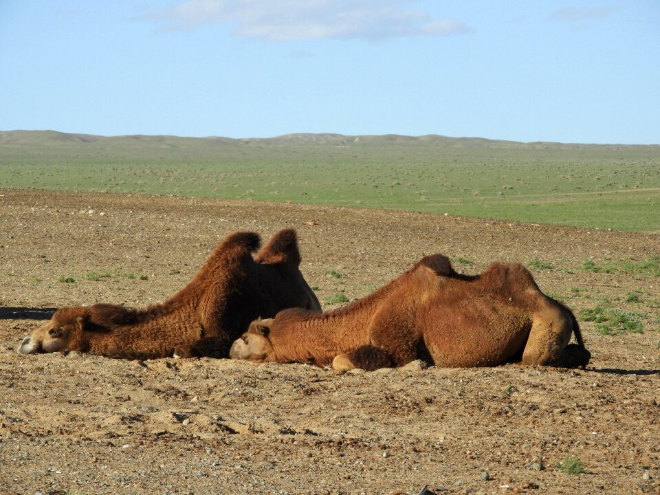 Mongolia summer heat