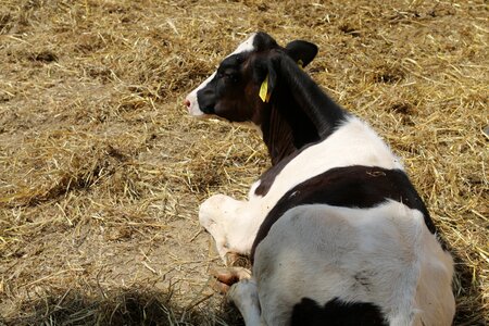 Farm farm animals