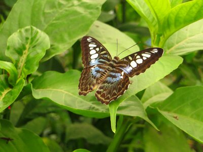 Wing butterflies edelfalter