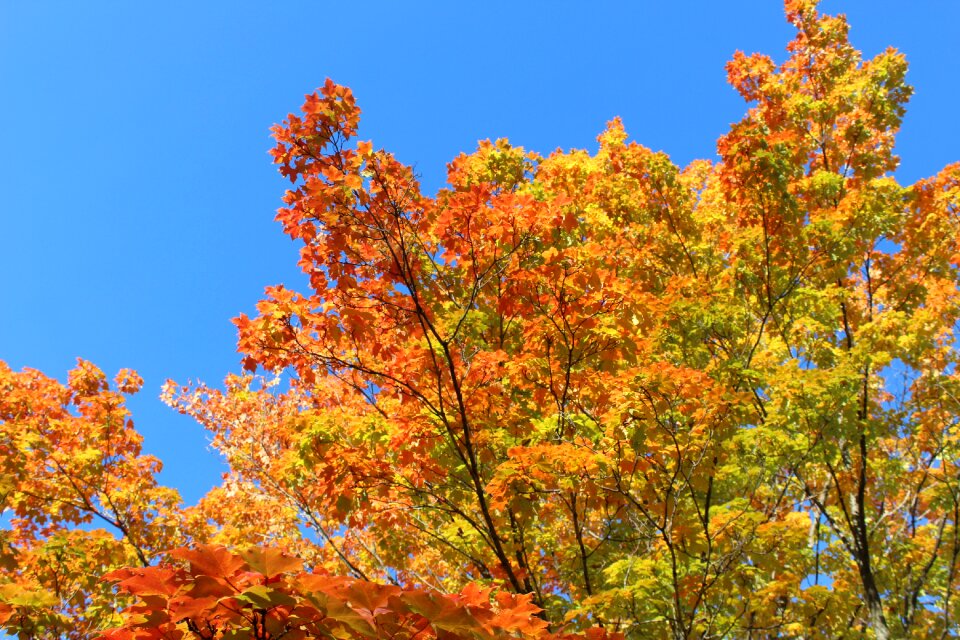 Orange yellow trees photo