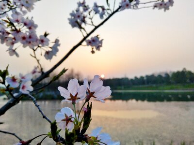 Flower dusk
