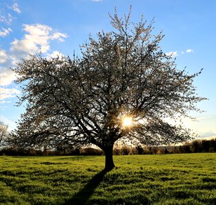 Nature cherry blossom cherry tree photo