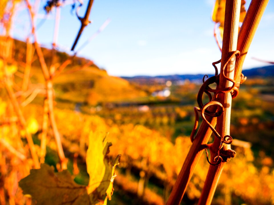 Wine vines nature
