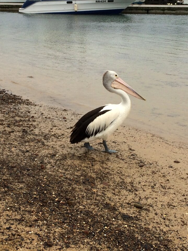 Australia nature melbourne