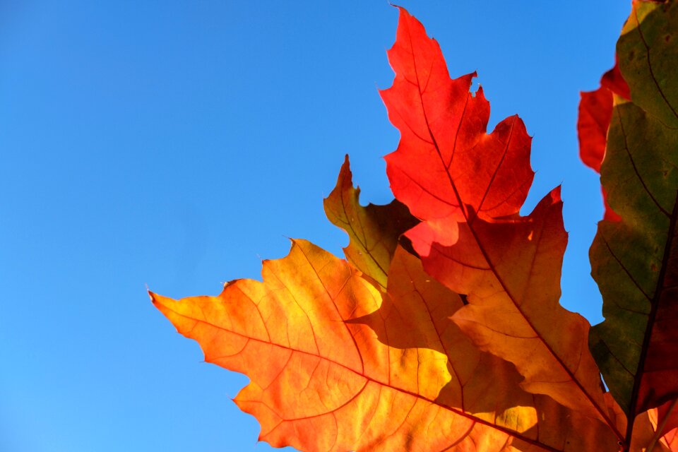 Leaves autumn fall foliage photo