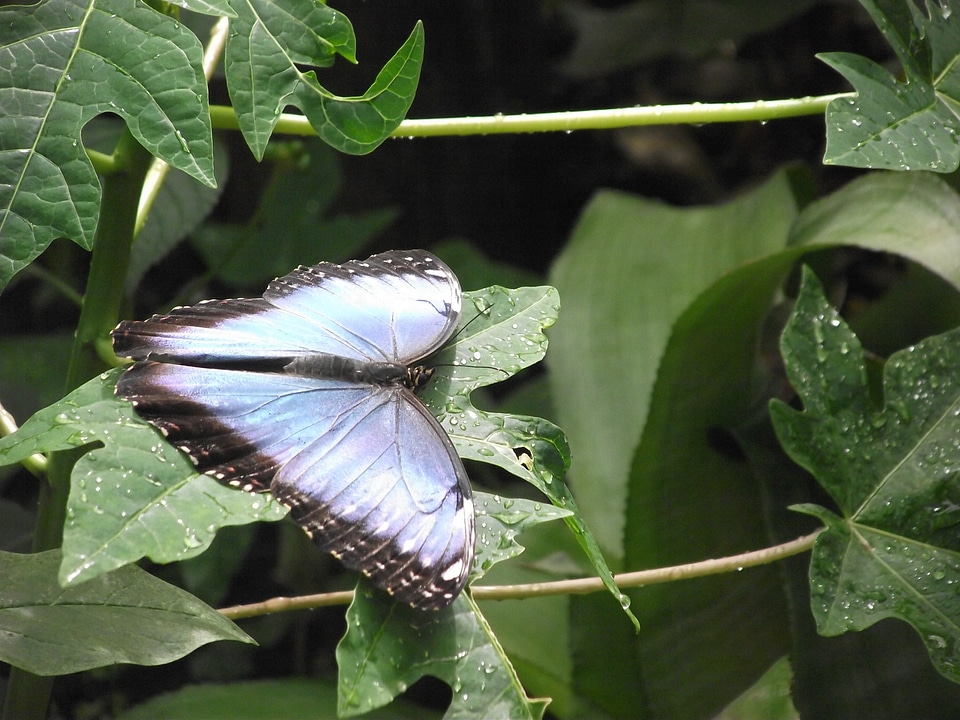 Wildlife bug bright