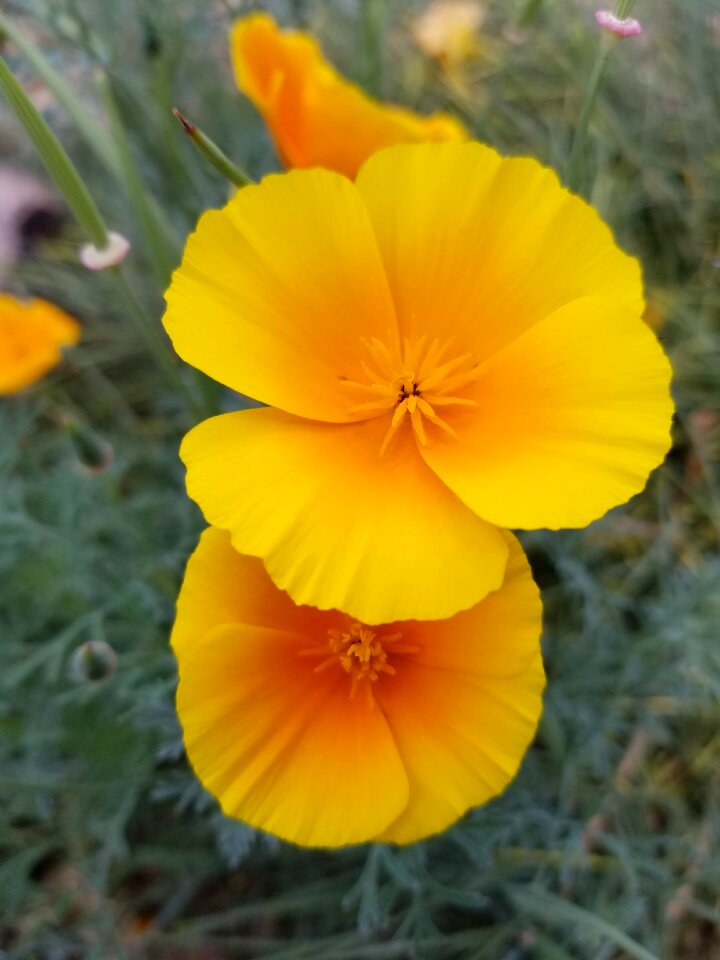 Poppies yellow