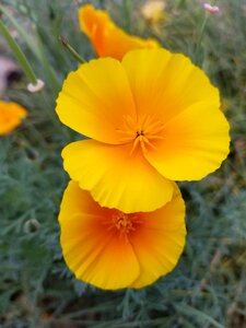 Poppies yellow
