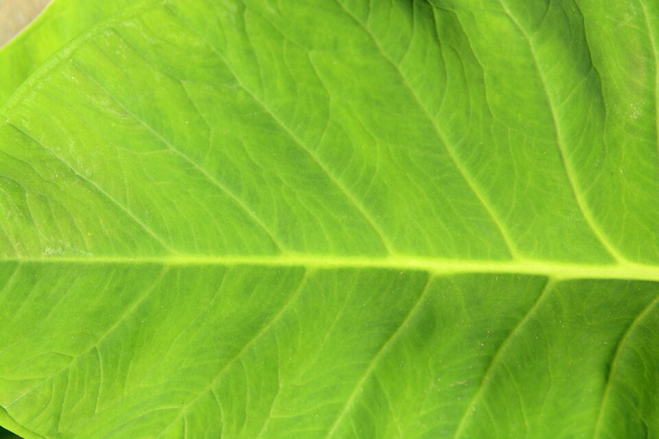 Bright paint green