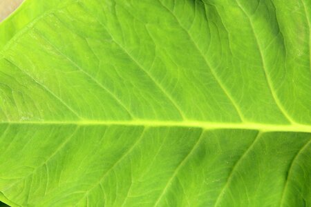 Bright paint green