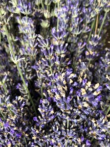 Purple garden fragrance photo