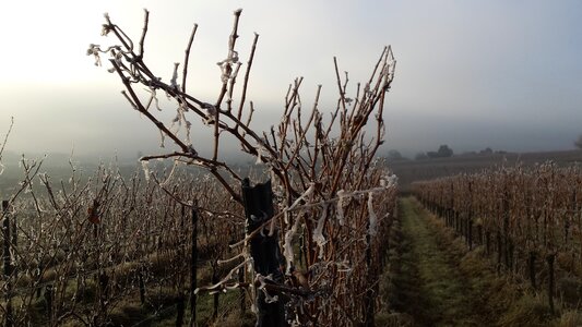 Winegrowing vines vine photo