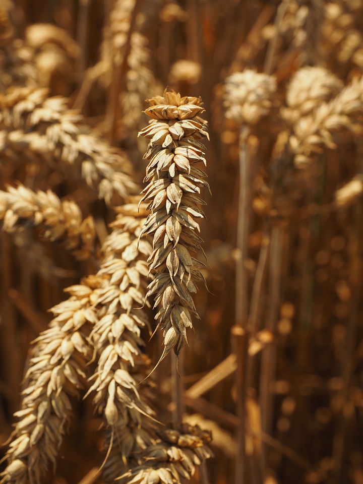 Grain field wheat field