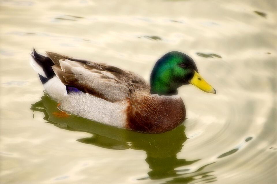 Plumage nature pond