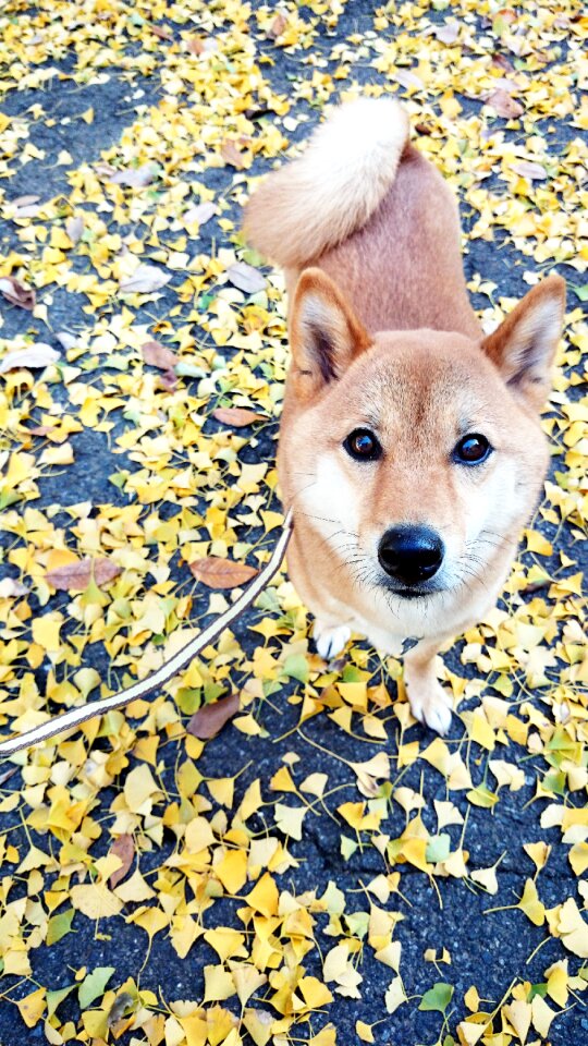 Dog pet fallen leaves