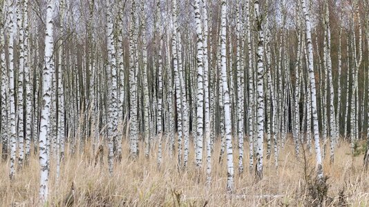 Birch forest nature