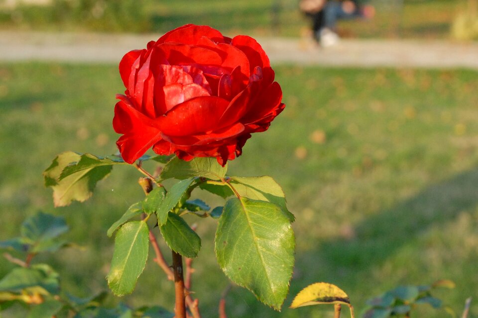 Garden red