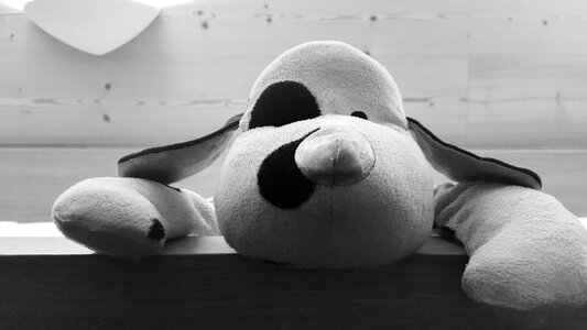 Animal black white
