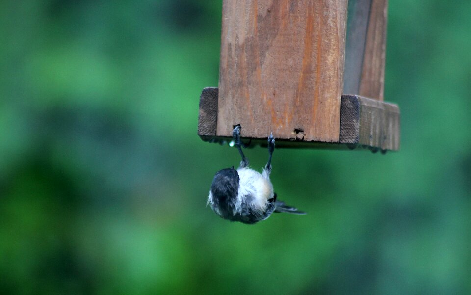 Chickadee upside down
