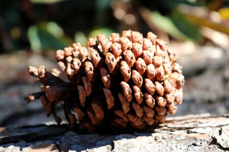 Tree wood seed