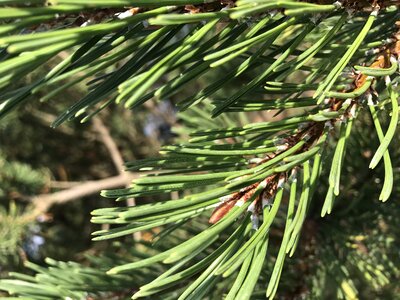 Fir tree pine photo