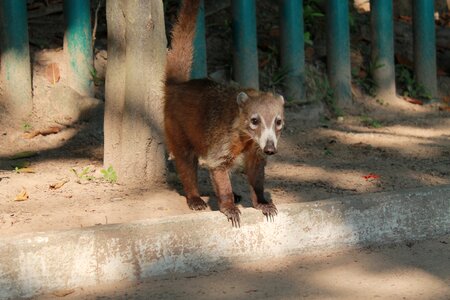 Mexico wild nature