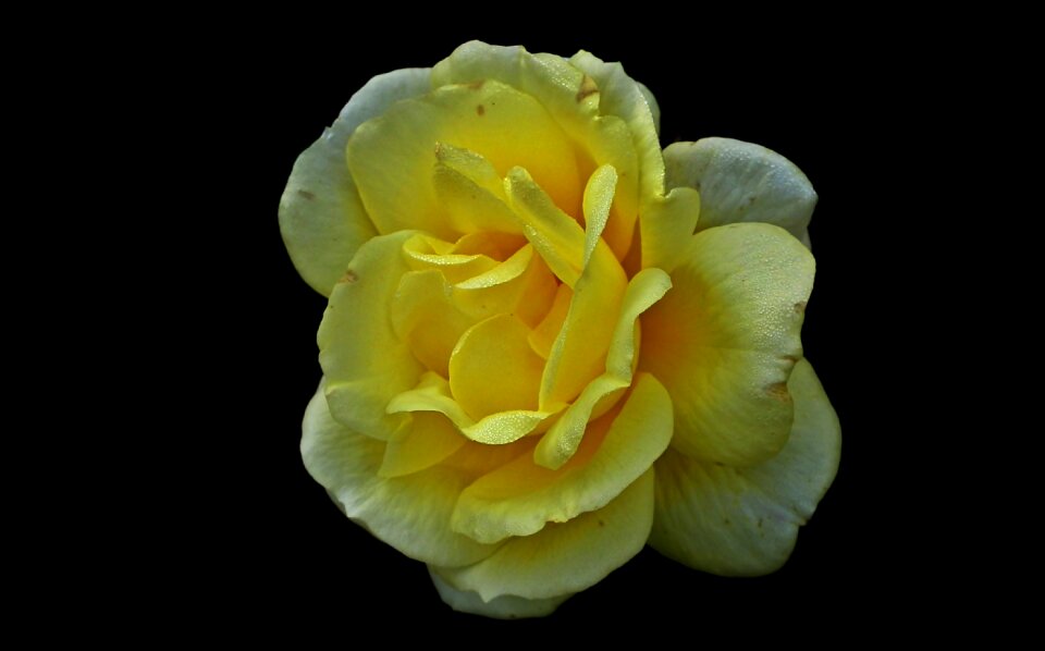 Nature blossoming closeup