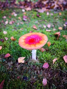 Nature agaric forest