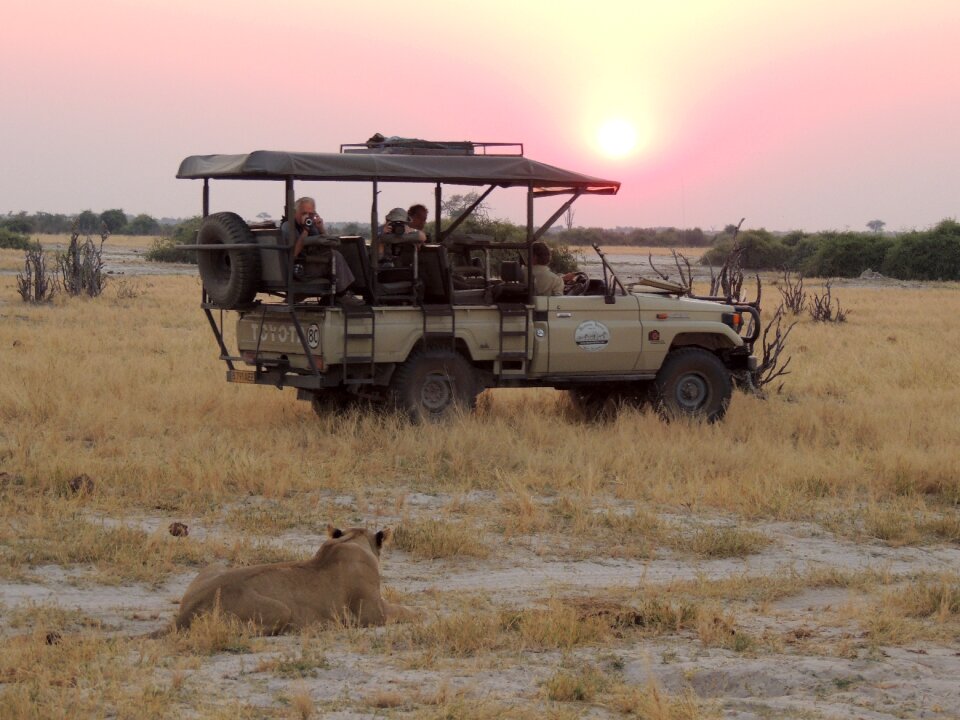 Sun africa feline