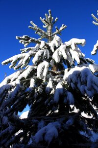 Winter snow fir photo