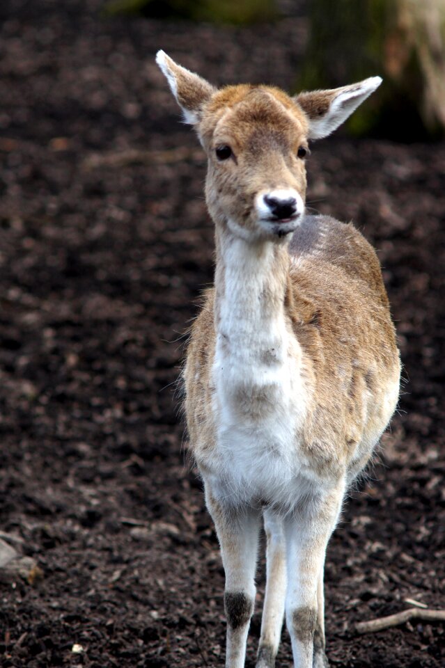 Nature close up mammal photo