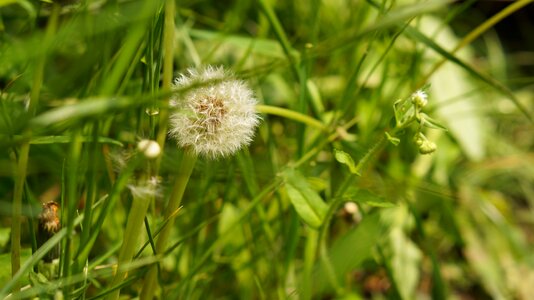 Dandelion wild flowers spring