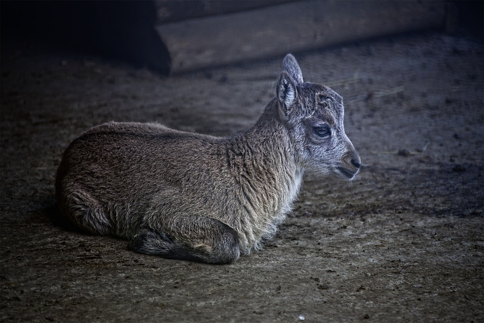 Lying mammal young photo