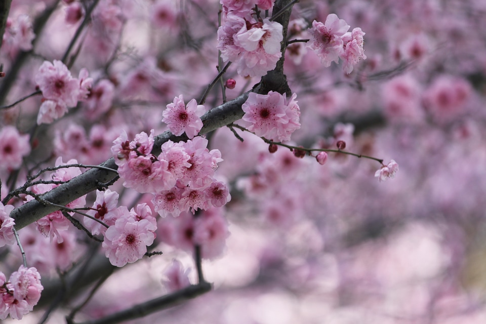 Flower tree pink