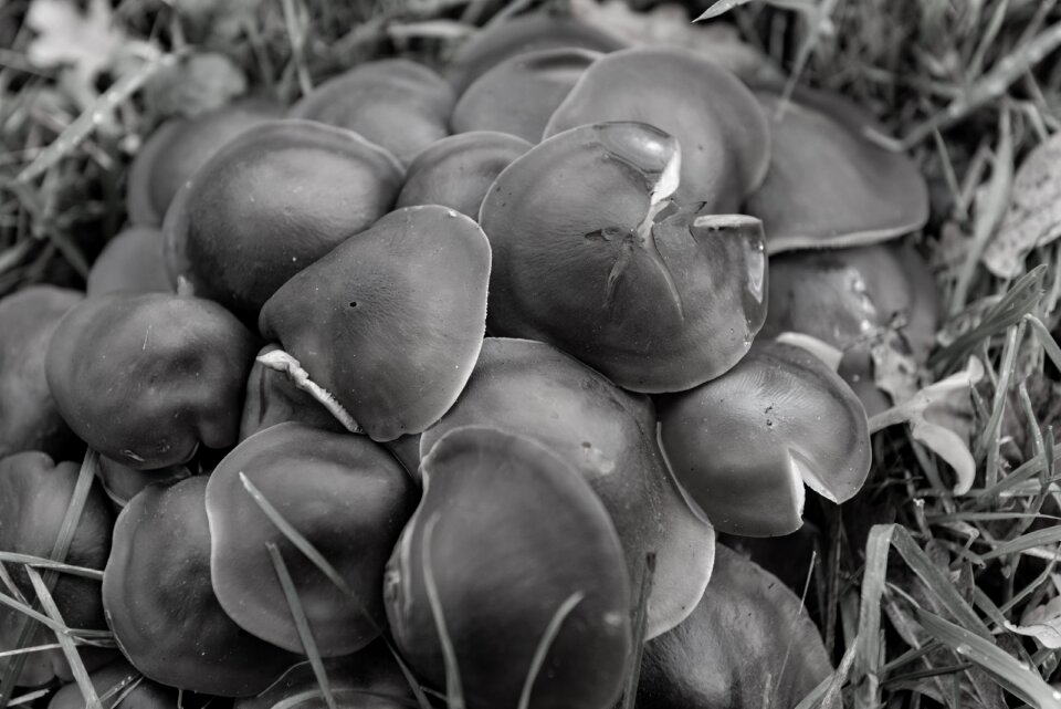 Mushroom nature mushrooms