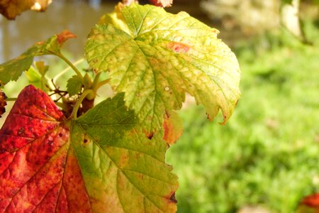 Nature colorful red