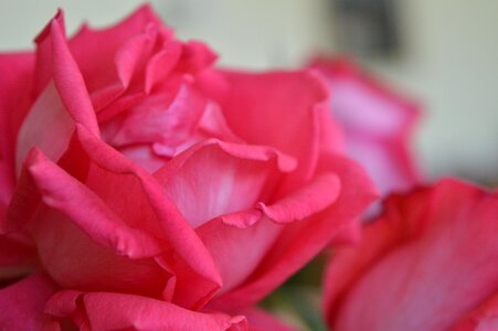 Pink flower romantic photo
