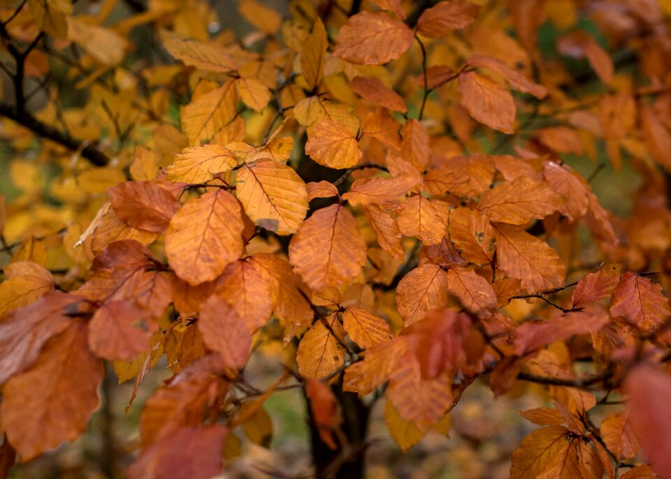 Orange nature forest
