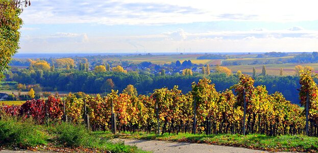 Landscape vines wine