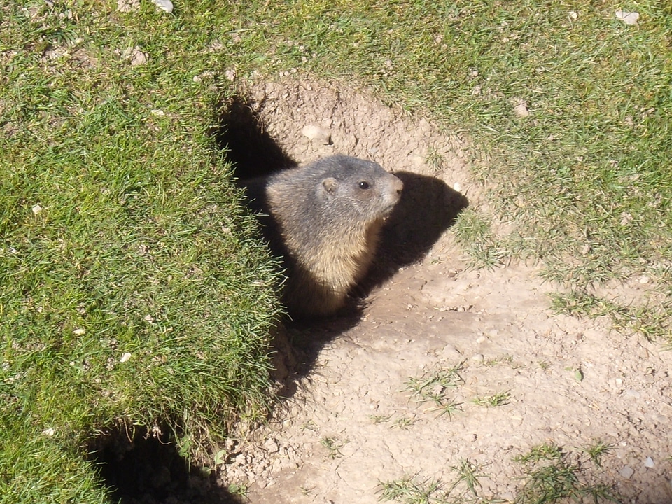 Marmot animal rodent